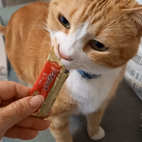 おやつの後は猫草ですっきり！！の画像
