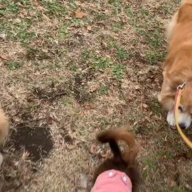 12月25日14わんこと2時間遠足　　代々木公園の画像