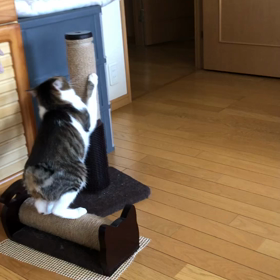 試してみたいけど…襲って逃げる動画にゃん！の画像