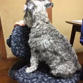 回る犬の画像