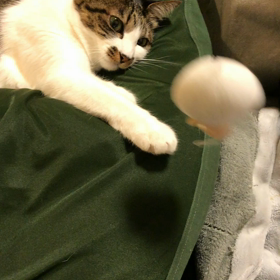 遊びたいけどネムいよぉ◯○⚪︎の画像