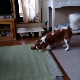 ノアの大暴れの画像