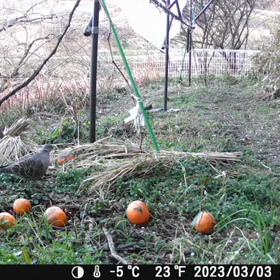 すぎぴたんの事件簿シーズン3　187話（続！キジバト）の画像