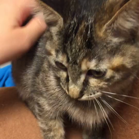 あさひちゃん面会予約の画像