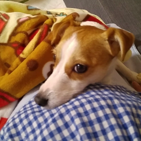 クリスマスプレゼントの画像