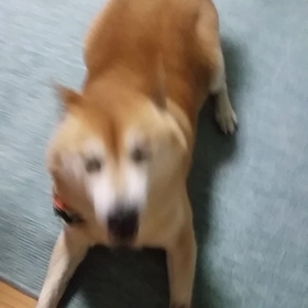 リキの画像
