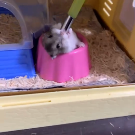 野菜の宅配の画像