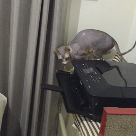 気になるの画像