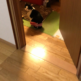 昔のエアロビのように腰にリボン？（笑）の画像