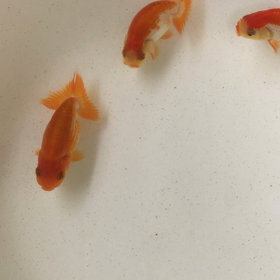 らんちゅうの画像