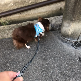 おはようございますの画像