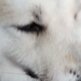 未来丸ひんやりクールベスト購入＼(^o^)／昨日の夕方散歩から着用。ヒンヤリ効果は1〜2時間は持の画像