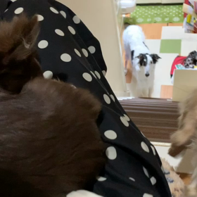 負けた感…の画像