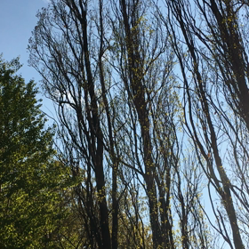 Celebration for life- for Emma -2019年5月17日の画像