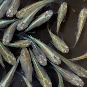 かわいいやつもの画像