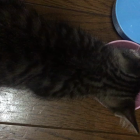 ちゃぁご飯の画像