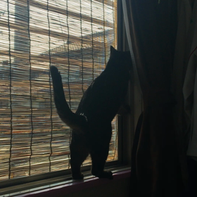 よし子と網戸(￣ー￣)y-~~~の画像