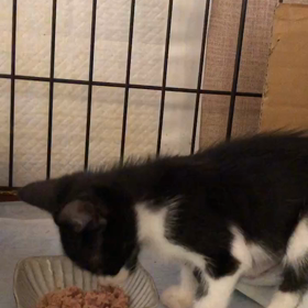 冬君の体調の画像