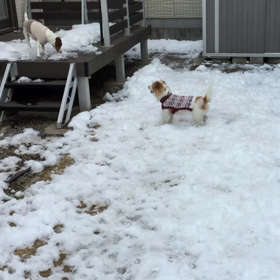 今日のココのんの画像