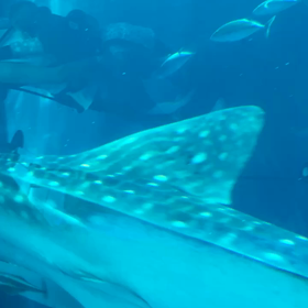 美ら海水族館の画像