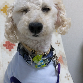 おやすみの画像