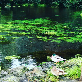 湧玉池♪の画像