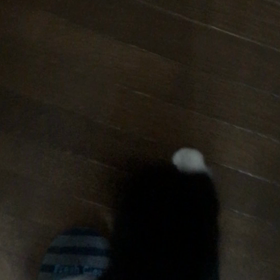 里親様募集中の金ちゃんの画像