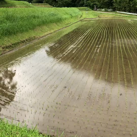 田植えの画像