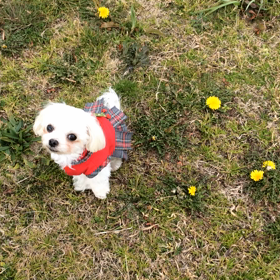 りんちゃんちょこちょこの画像