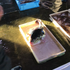 ようやくしゃこが入った〜！？明日からご提供！の画像