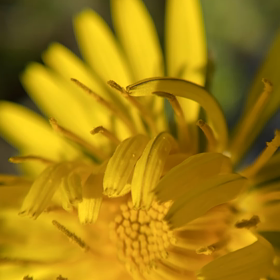 晴れた☀️ので　日本たんぽぽさん　開きました。の画像