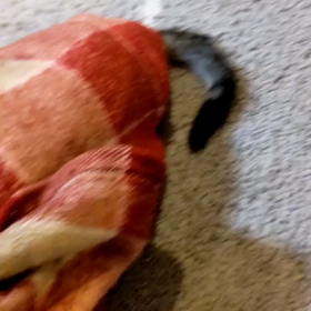 遊び激しく(=^x^=)の画像