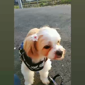 トントンʕ ꈍᴥꈍʔの画像