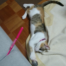 セルフじゃらしの画像