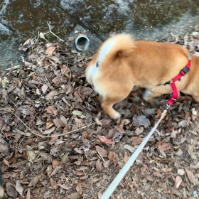 やられたらやり返す！あれ？ちょっと違う－柴犬ひなあおそらの画像