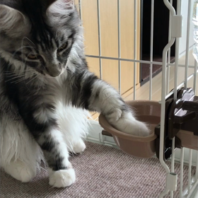 サツキくんの水遊びの画像