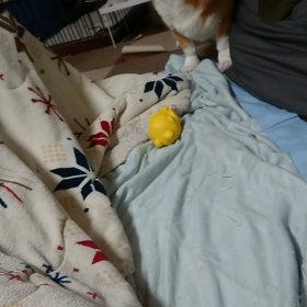 動きはおこちゃまの画像