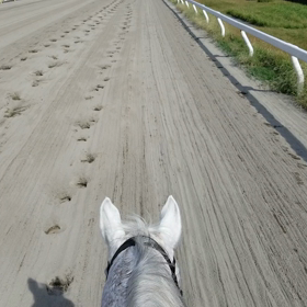 今日は東京盃の画像