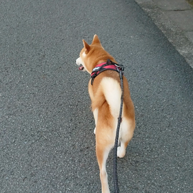 引き締まったお尻の画像