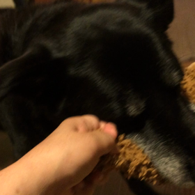 肝臓の値が下がりましたの画像