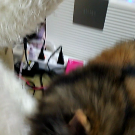 モミモミ、チュパちゅぱ猫の画像