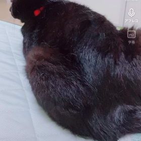 へパロのショート動画2の画像