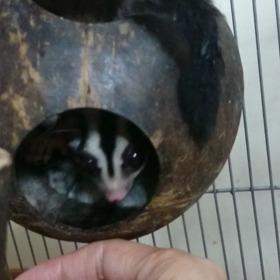 ホワイトフェイス君の画像