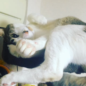 かぐらくん(*ΦωΦ)の画像