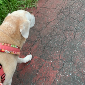 お散歩、うれしいなぁ〜たのしいなぁ〜の画像