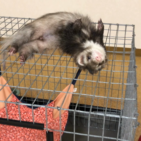 きなこの誘惑の画像