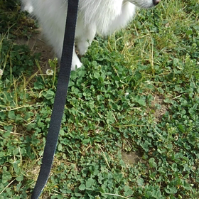 散歩にきたよの画像