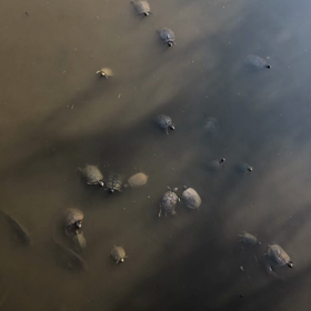 亀亀亀亀の画像