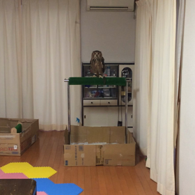 ビニールで・・・の画像