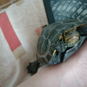 世界亀の日なのでの画像